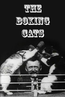 The Boxing Cats (Prof. Welton's)
